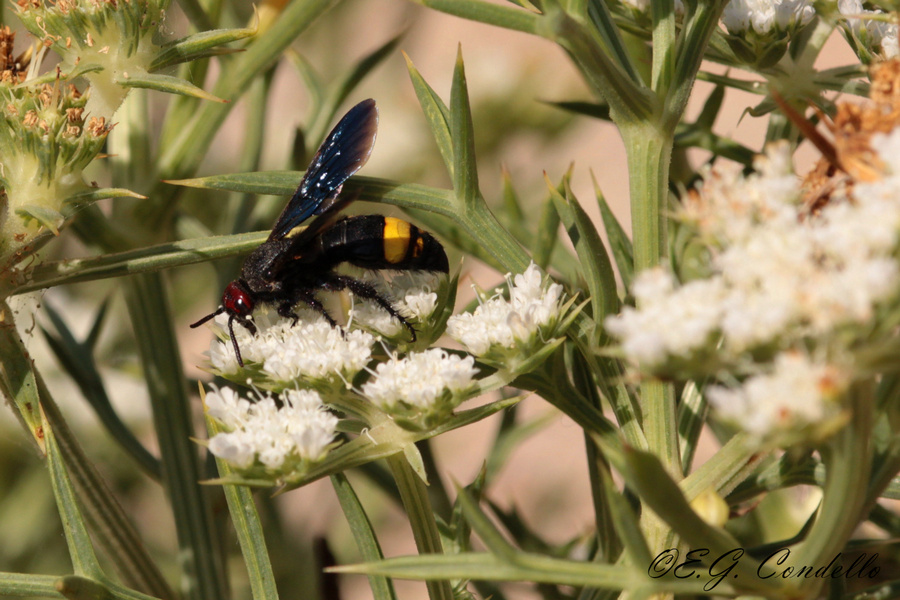 Altro Scoliidae: Scolia erythrocephala nigrescens, femmina